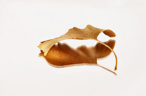 Autumnal leaf still life