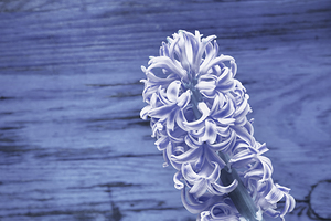 Blue flower of hyacinth