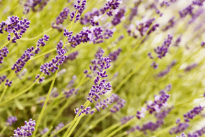 Field of lavender detail