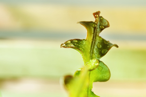 Green cactus leaf studio shot