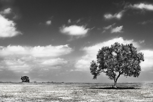Landscape with olive tree