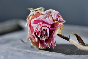 Lovely dried rose flower