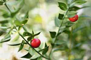 Red berries of ruscus shrub