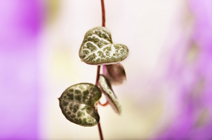 Succulent plant ceropegia woodii