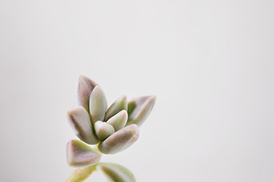 Succulent plant of mother of pearl studio shot.jp
