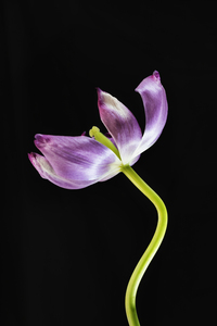 Tulip flower on black background