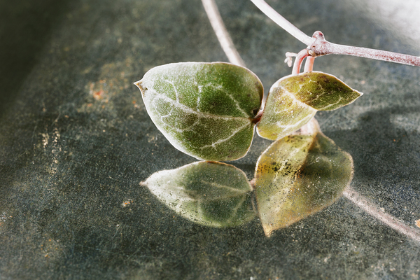 Green leaves of ceropegia woodii Print