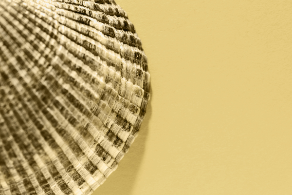 Conch shell studio shot Print
