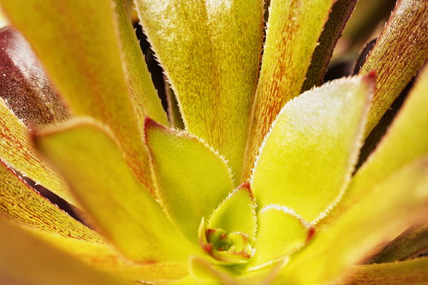 Houseleek  sempervivim plant detail Print