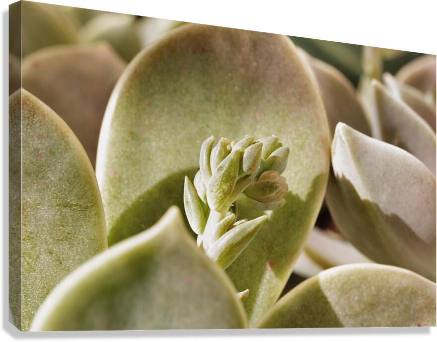 Plant of mother of pearl with flowers Canvas Print