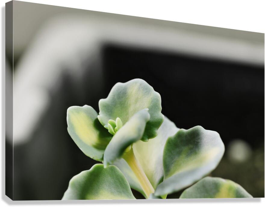 Sedum stonecrop plant detail Canvas Print