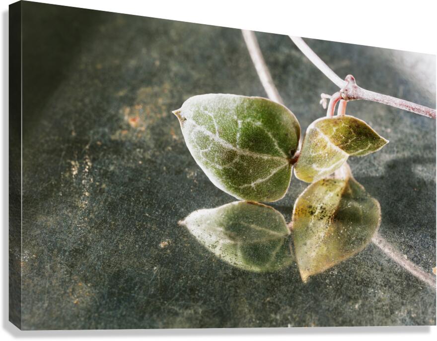 Green leaves of ceropegia woodii Canvas Print