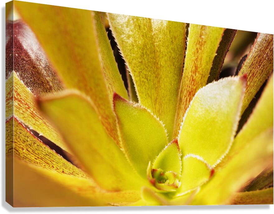 Houseleek  sempervivim plant detail Canvas Print