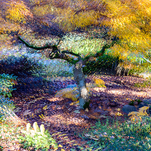 Impressionistic Autumn Maple