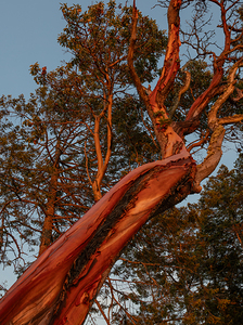 Amazing Arbutus