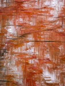 Autumn Abstract