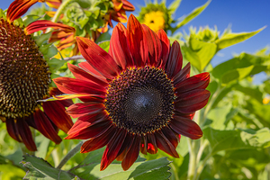 Floral - Red Sunflower