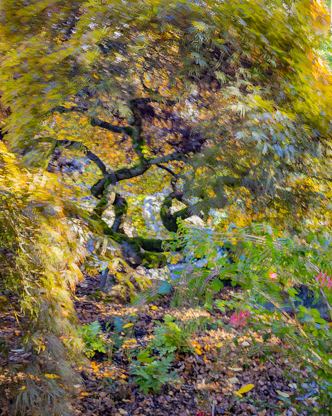 Autumn Abstract V