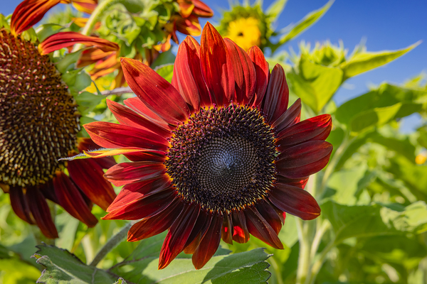 Floral - Red Sunflower