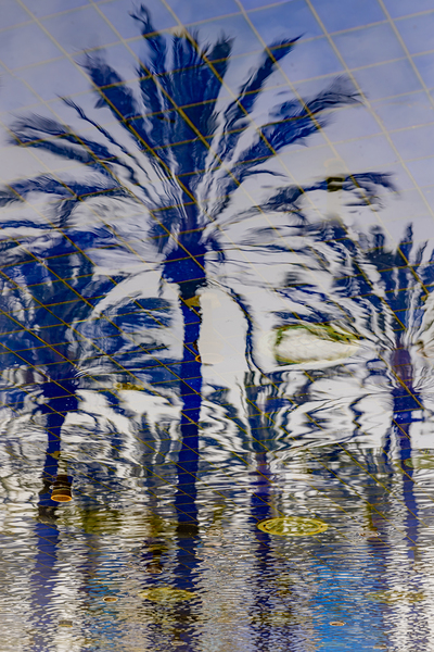 Palm Tree Reflection