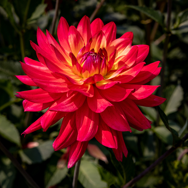 Floral - Dahlia Print