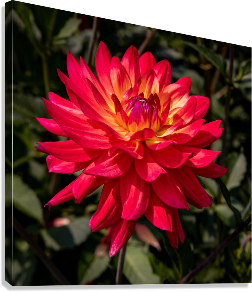 Floral - Dahlia Canvas Print
