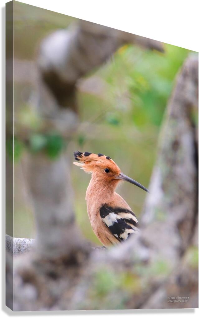 Hoopoe Canvas Print