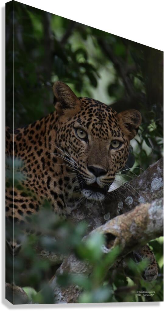 Kotiya Canvas Print