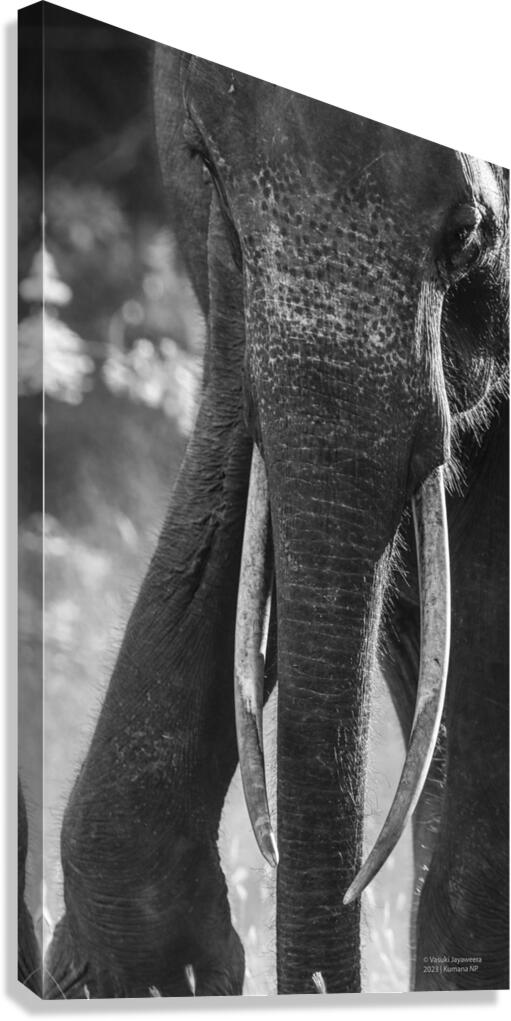 Ivory Canvas Print