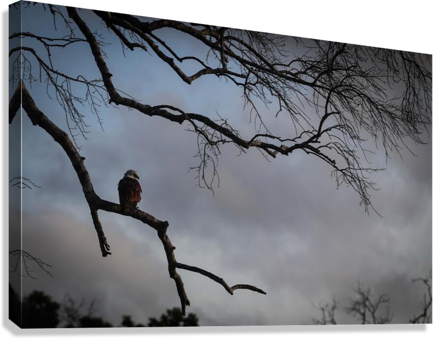 Evening Glare Canvas Print