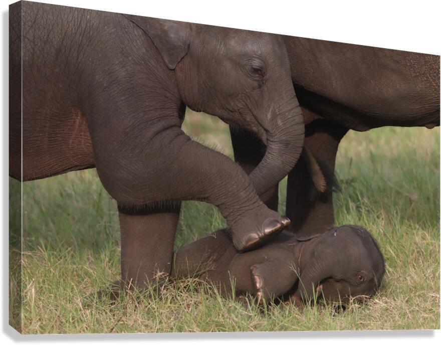 Chubby Mischeif Canvas Print