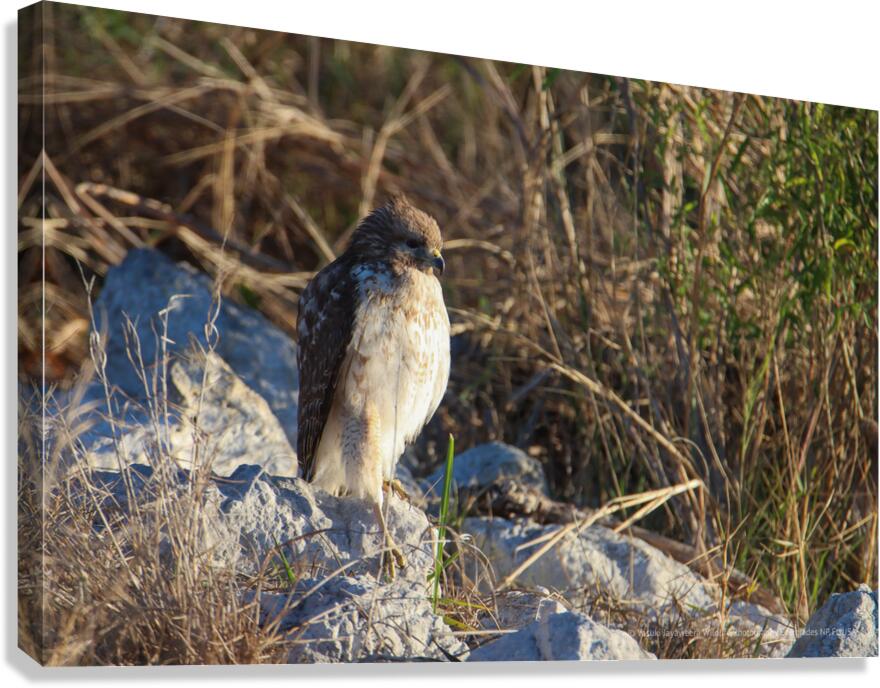 Red Tailed Hawk Canvas Print