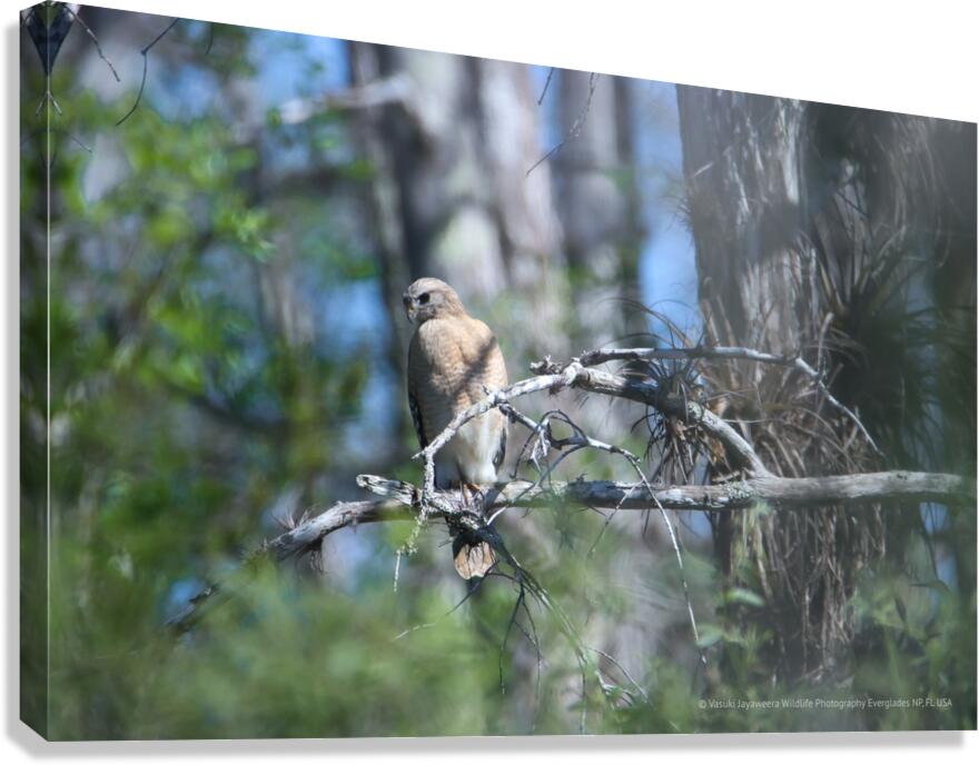 Red Shouldered Hawk Canvas Print