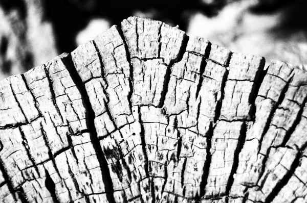 Crosscut Print