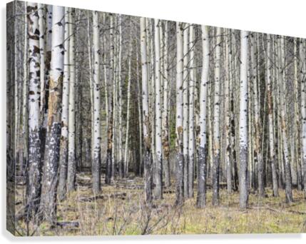 Mesmerizing Aspens Canvas Print