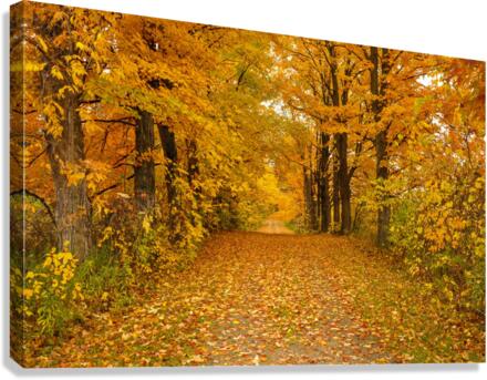 Fall Splendour Canvas Print