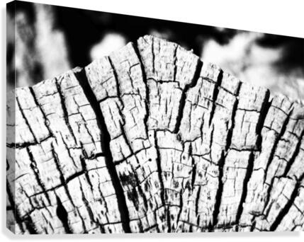 Crosscut Canvas Print