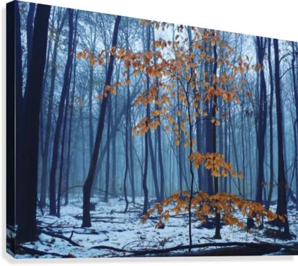 Early winter forest Canvas Print
