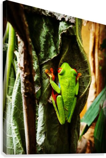 Red Eye Tree Frog Canvas Print