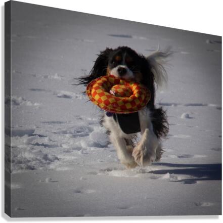 Fetch  Canvas Print