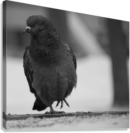 pigeon Canvas Print