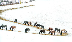 Grub Line