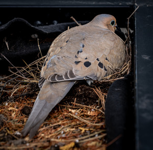 Nesting Pidgeon