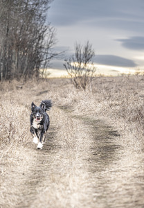 Playing Fetch