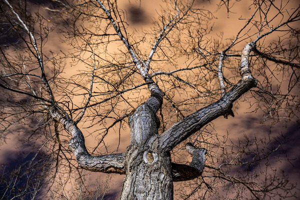 The Tree Print