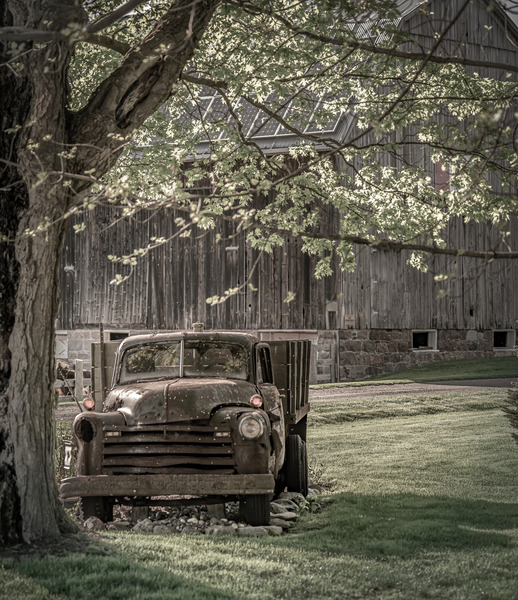 Under the Tree Print