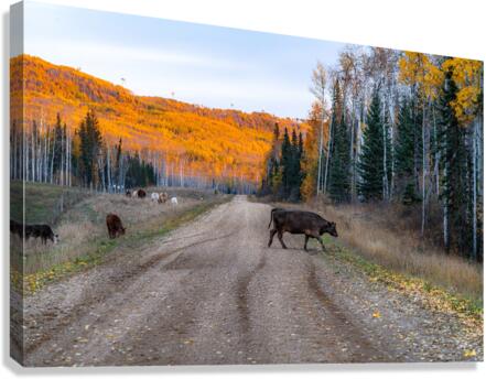 Cow Crossing Canvas Print