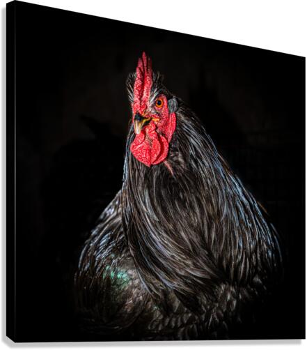 The Rooster Canvas Print