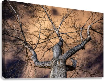 The Tree Canvas Print