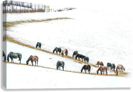Grub Line Canvas Print